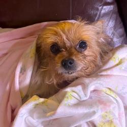 yorkie rescue michigan yorkie rescue michigan